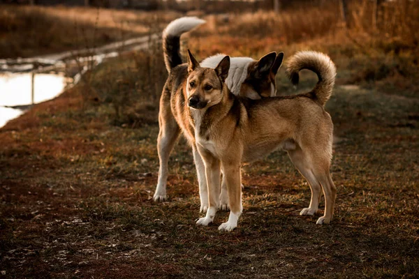 Смішні Двоє Собак Грають Собаки Люблять — стокове фото