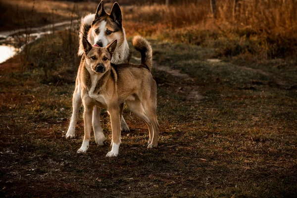 Komik Iki Köpek Oynuyor Köpekler Bayılıyor — Stok fotoğraf