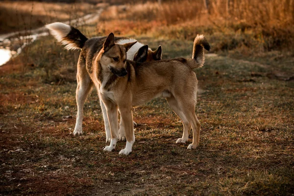 Divertido Dos Perros Jugando Perros Amor — Foto de Stock