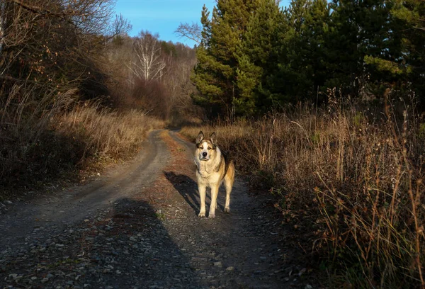 森林里的猎狗 — 图库照片