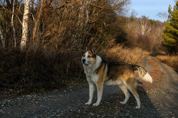 Chasse Chien Dans Forêt — Photo