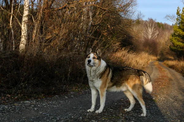 Ormanda Köpek Avı — Stok fotoğraf