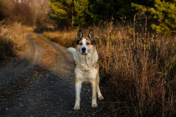 Ormanda Köpek Avı — Stok fotoğraf