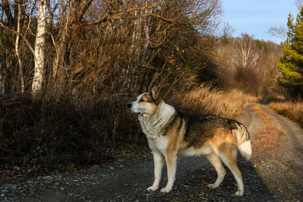 Jagd Auf Hunde Wald — Stockfoto