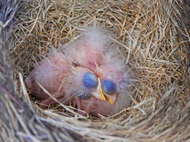 yuvaya yeni doğan nar bülbülleri