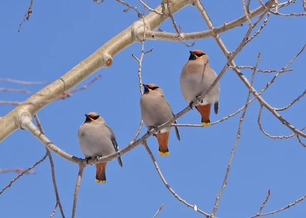 ağaç dalı üzerinde üç waxwings çarpıcı stok görüntü