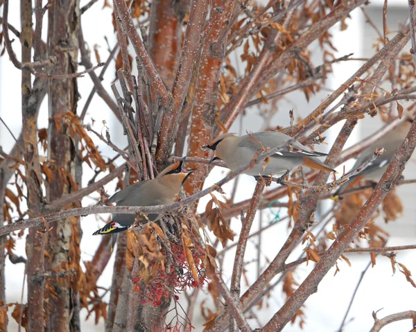 Image of two bohemian waxwings fighting — Stock Photo, Image