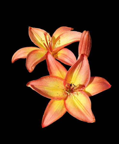vibrant orange lily isolated on black