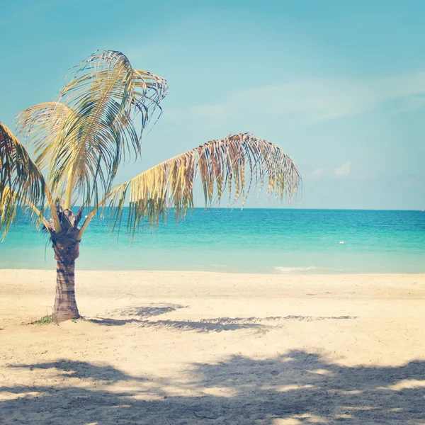 Hermoso instagram de palmera solitaria en una playa tropical —  Fotos de Stock