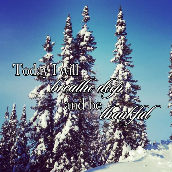 引用と冬の雪に覆われた木の風光明媚な instagram — ストック写真
