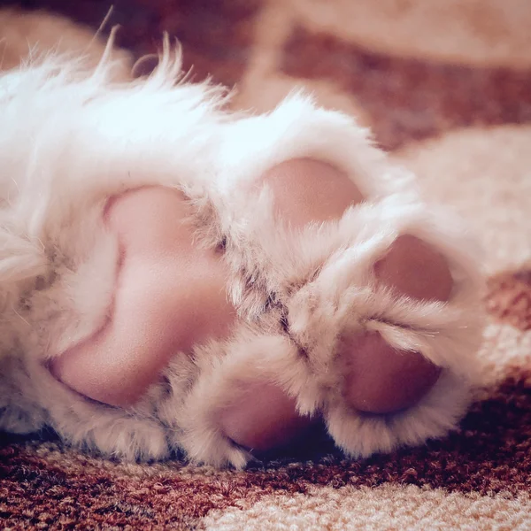 Puppy Paw yakın çekim instagram