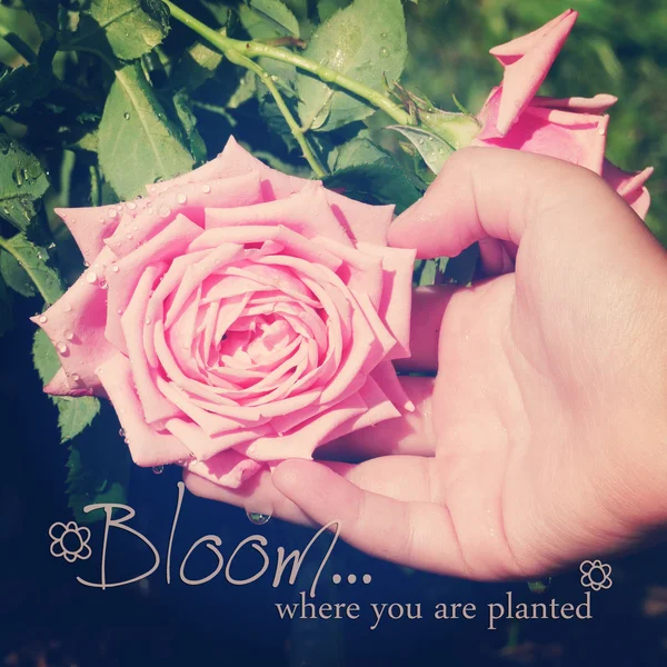 Instagram дитячої руки, що підтримує рожеву троянду з цитатою — стокове фото