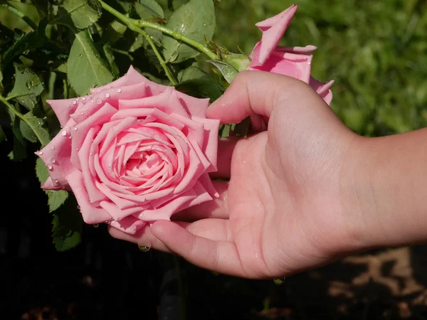 Primer plano de manos de niños sosteniendo rosa rosa en el jardín — Foto de Stock