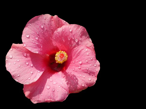 pembe hibiscus siyah izole