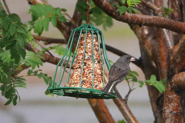 Besleyici üzerinde Finch çarpıcı yakın çekim