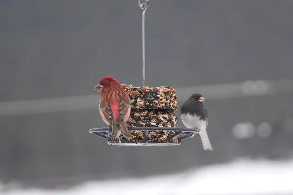 Kış besleyici üzerinde finches güzel görüntü