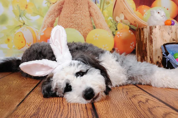 Dulce cachorro usando Pascua conejito orejas — Foto de Stock