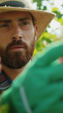 Kendini işine adamış ve yetenekli bir işçi canlı, yemyeşil bir üzüm bağında özenle taze üzüm topluyor.