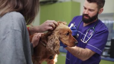 Güzel Spaniel 'in iki genç sahibi sağlık vagonunun yanında duruyor. Veteriner doktor randevusunda köpeklerin kulaklarını dikkatlice inceliyor..