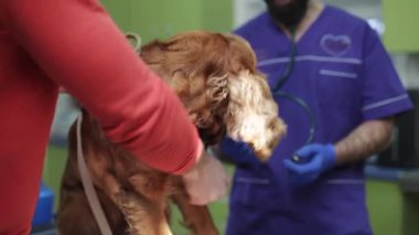 Huzursuz köpek doktorun ofisindeki kanepede oturuyor. Mavi elbiseli veteriner steteskop kullanarak köpekleri dinlemeye çalışıyor..