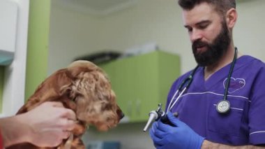 Kafkas veterineri huzursuz köpeğin kulaklarını muayene ediyor. Sahibi Spaniel 'i tutuyor. Veteriner kliniğine yıllık ziyaret. Kapalı.