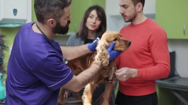 Spaniel sınav koçunda oturuyor. Veteriner köpeğin dişlerini inceliyor. Evcil hayvan direniyor. Sahibi hayvan tutuyor, genç ve güzel bir kadın otobüsün yanında duruyor..
