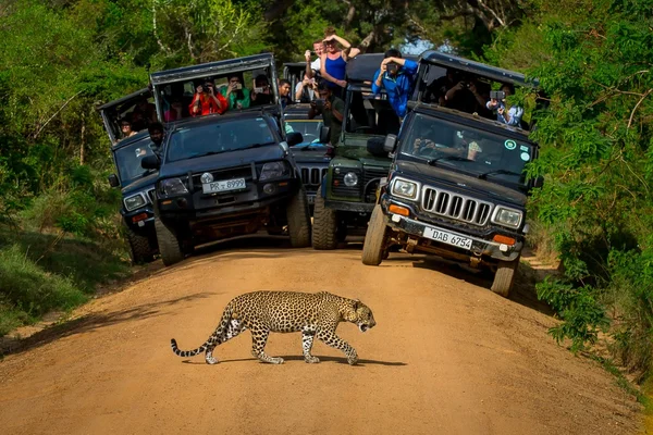 Leopard crossing the road in front of audience — Stock Photo, Image