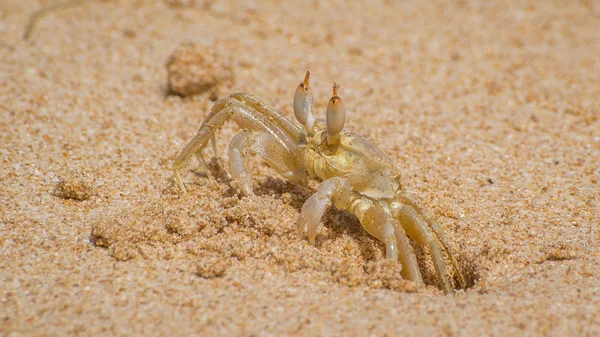 Krab na wybrzeżu Sri Lanki. — Zdjęcie stockowe