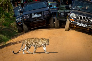 Seyirci önünde yol geçiş leopar. Burada sen-ebilmek görmek bir leopar - büyük bir başarı.