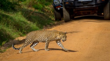 Yol, o zaman durdu araba geçiş leopar