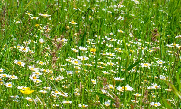 夏天阳光灿烂的草地上 洋溢着甘菊 美丽的白色野花 — 图库照片