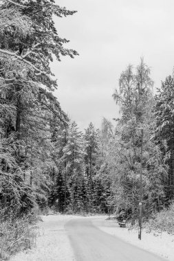 Kış manzarası. Finlandiya, Oulu 'da karla kaplı ağaçlar.