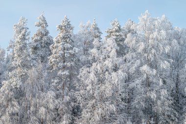 Ağaç, ağır buzullar ve karla kaplı. Sihirli, muhteşem, kış mevsiminin doğal arka planı.