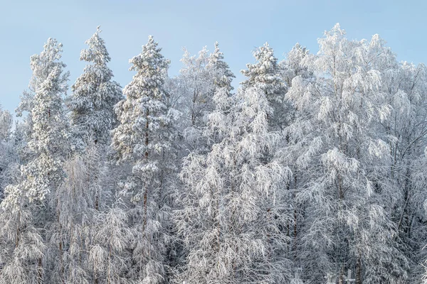 Ağaç, ağır buzullar ve karla kaplı. Sihirli, muhteşem, kış mevsiminin doğal arka planı.
