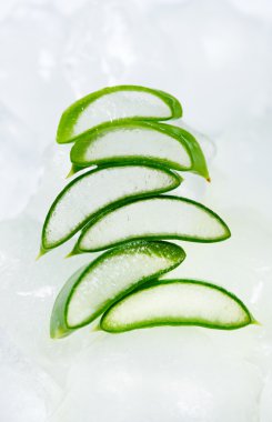 Aloe Vera buz üstünde