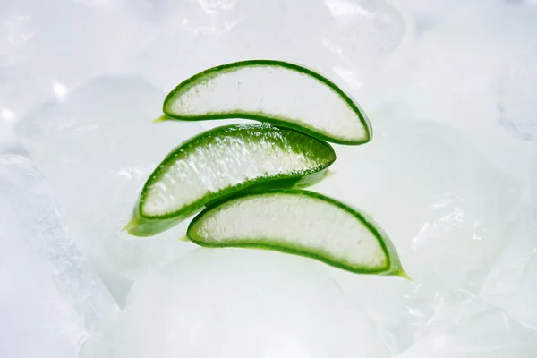 Aloe Vera sur glace — Photo