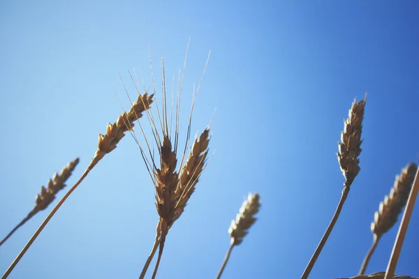 Wheatfield — Stock Photo, Image