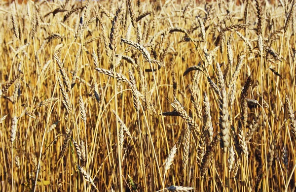 Wheatfield — Stock Photo, Image