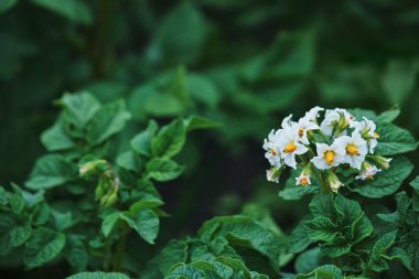 Patates sebze bahçesi çiçeklenir