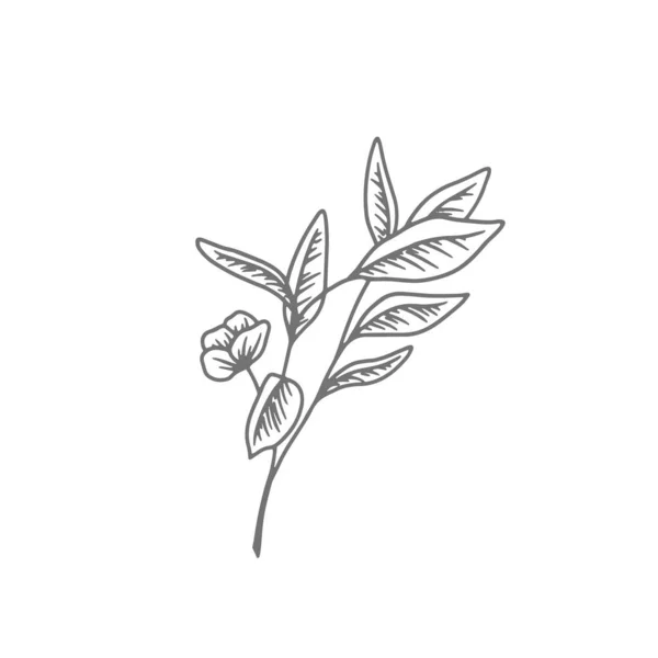 Blomsterteckningen Handritad Minimalistisk Illustration Vektor Logotyp — Stock vektor