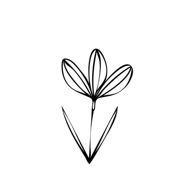 Blomsterteckningen Handritad Minimalistisk Illustrationsvektor — Stock vektor