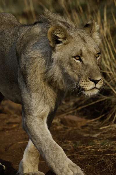 León africano — Foto de Stock