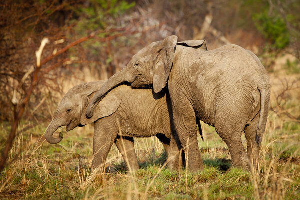 Elephants