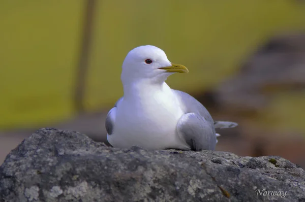 Gaivota-do-mar de Lofoten — Fotografia de Stock