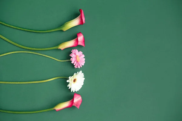 Yeşil arka planda üç calla ve iki gerbera