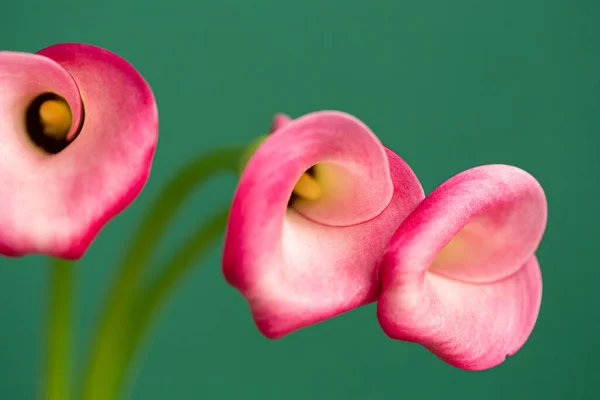 Tre Fiori Calla Rosa Sfondo Verde Guarda Dentro Fiore — Foto Stock