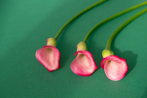 Yeşil arka planda üç pembe kalla çiçeği vardı. Yukarıdan görüntüle