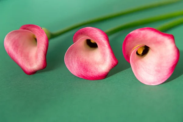 Yeşil arka planda üç pembe kalla çiçeği vardı. Bir çiçeğin içine bak..