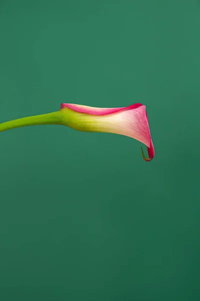 Yeşil arka planda tek pembe kalla çiçeğinin dikey minimalist fotoğrafı. 