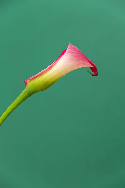 Yeşil arka planda tek pembe kalla çiçeğinin dikey minimalist fotoğrafı. 